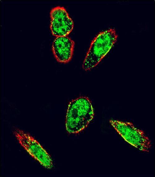 Confocal immunofluorescent analysis of SRC Antibody (N-term) with A375 cell followed by Alexa Fluor 488-conjugated goat anti-rabbit lgG (green)