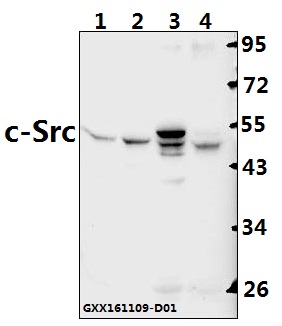 a00107s69 src primary antiboties wb testing 1