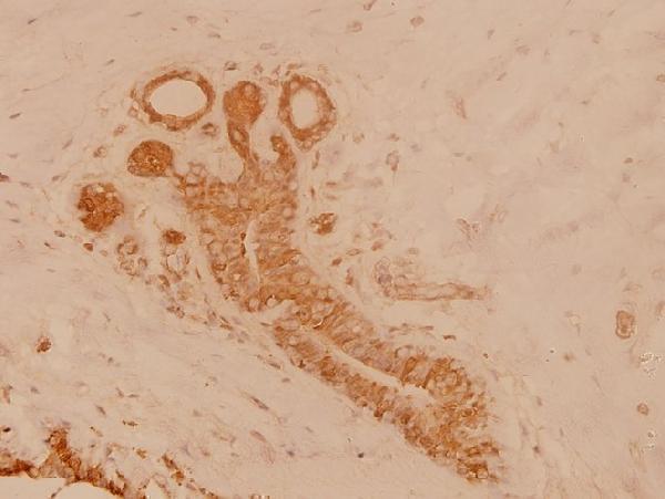 a00107t523 src primary antiboties ihc testing 2