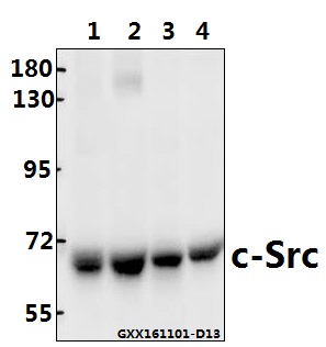 a00107t523 src primary antiboties wb testing 1