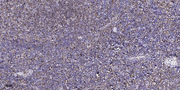 Immunohistochemical analysis of paraffin-embedded human tonsil