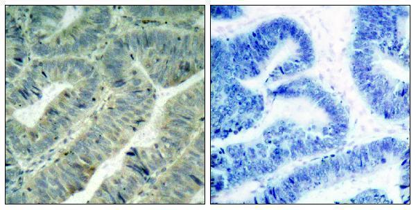 a00107y419 1 src primary antibodies ihc testing 1