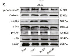 a00107y419 1 src primary antibodies wb testing 2