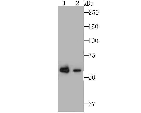 Western blot analysis of Glucose 6 phosphate isomerase on A549 and HepG2 cells lysates using anti-Glucose 6 phosphate isomerase antibody at 1/1,000 dilution