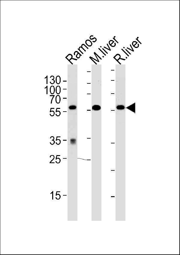 Western blot analysis of lysates from Ramos cell line,mouse liver,rat liver tissue (from left to right),using GPI Antibody (C-term)
