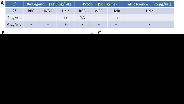 a00109 1 cd274 primary antibodies if testig 11