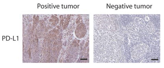 a00109 1 cd274 primary antibodies ihc testing 12