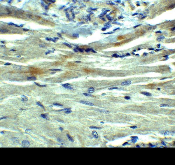 a00109 1 cd274 primary antibodies ihc testing 8