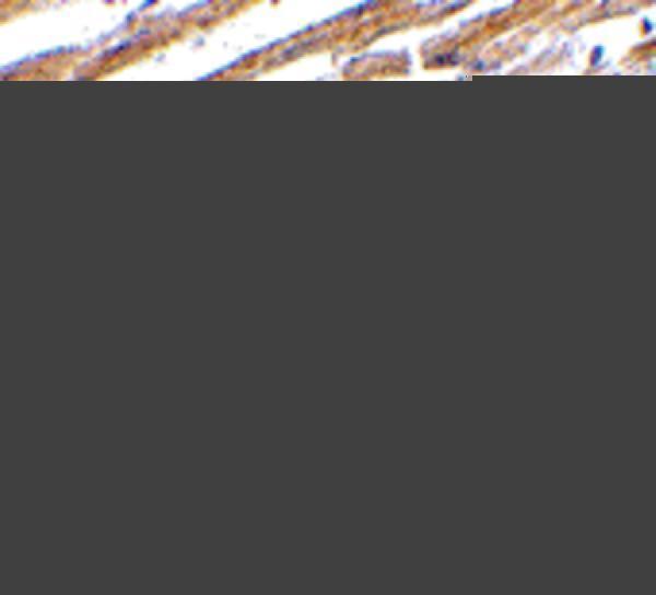 a00109 1 cd274 primary antibodies ihc testing 9