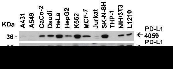 Independent Antibody Validation (IAV) via Protein Expression Profile in Human and Mouse cell lines
Loading: 15 μg of lysates per lane