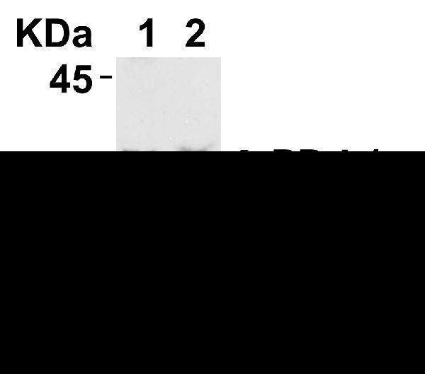 Validation with PD-L1 siRNA Knockdown in HeLa Cells 
HeLa cells were transfected with control siRNAs (lane 1) or PD-L1 siRNAs (lane 2) 
Loading: 10 μg of HeLa whole cell lysates per lane
