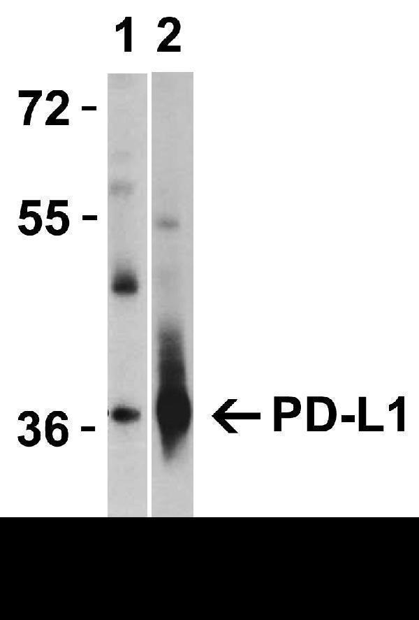 a00109 1 cd274 primary antibodies wb testing 4