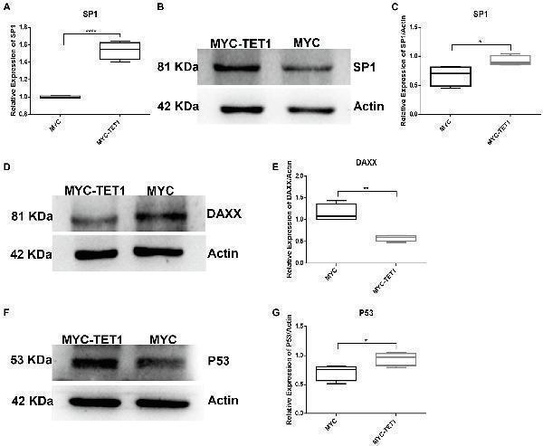 mRNA and protein levels of TET1 and MYC-TET1 cells were detected