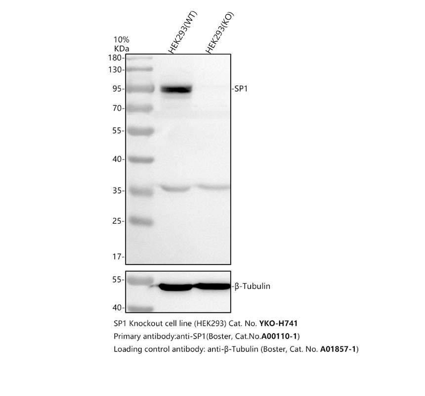 a00110 1 sp1 primary antibodies wb testing 2