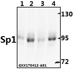 Western blot (WB) analysis of Sp1 (G447)  polyclonal antibody at 1:500 dilution
Lane1:PC12 whole cell lysate(40ug)
Lane2:CT26 whole cell lysate(40ug)
Lane3:Hela whole cell lysate(40ug)
Lane4:COS-7 whole cell lysate(40ug)