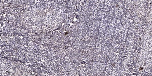 Immunohistochemical analysis of paraffin-embedded human tonsil