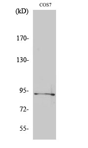 Western Blot analysis of various cells using Phospho-Sp1 (T739) Polyclonal Antibody diluted at 1:1000