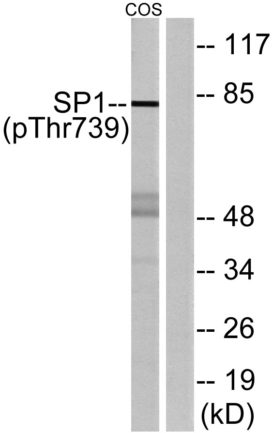 Western blot analysis of lysates from COS7 cells treated with serum 20% 15