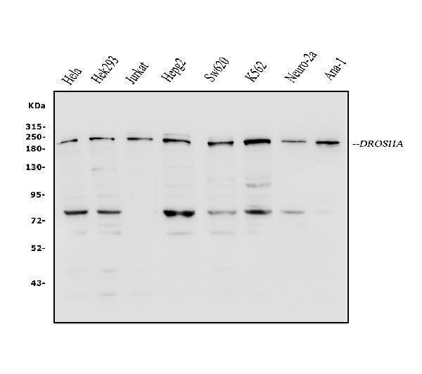 a00111 3 drosha primary antibodies wb testing 1