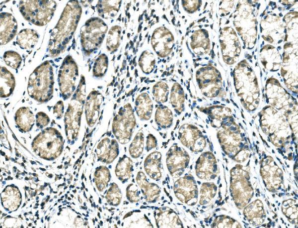 a00111 4 drosha primary antibodies ihc testing 4