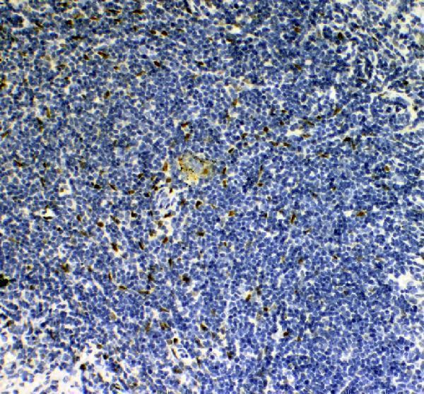 IHC analysis of IL33 using anti-IL33 antibody (A00113-1)