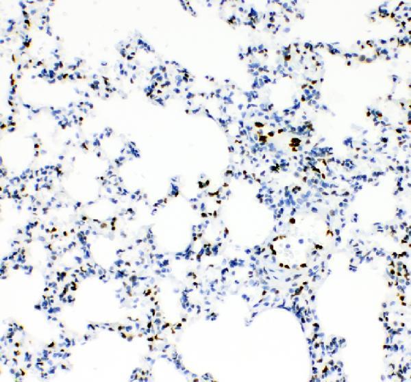IHC analysis of IL33 using anti-IL33 antibody (A00113-1)