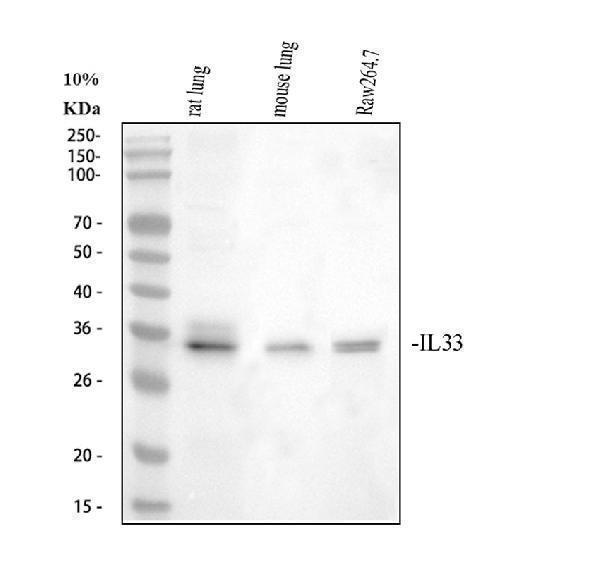 a00113 2 il33 primary antibodies wb testing 1_1