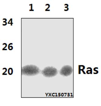 Western blot (WB) analysis of Ras (H27) pAb at 1:500 dillution
Lane1:Hela whole cell lysate(40μg)
Lane2:NIH-3T3 whole cell lysate(40μg)
Lane3:PC12 whole cell lysate(40μg)