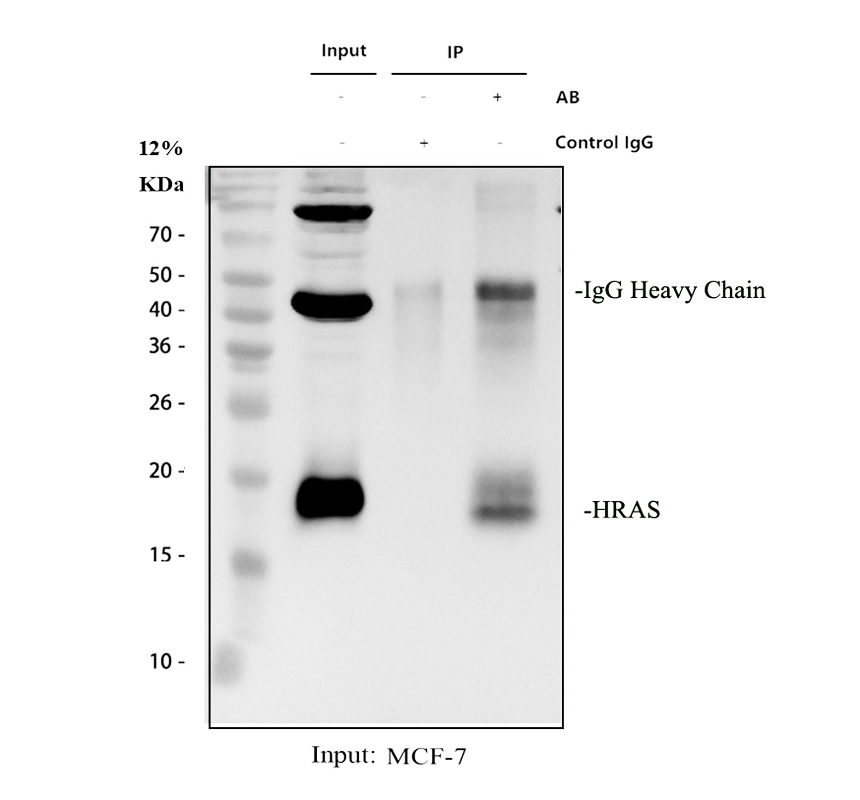 a00114 gtpase hras primary antibodies ip testing 1