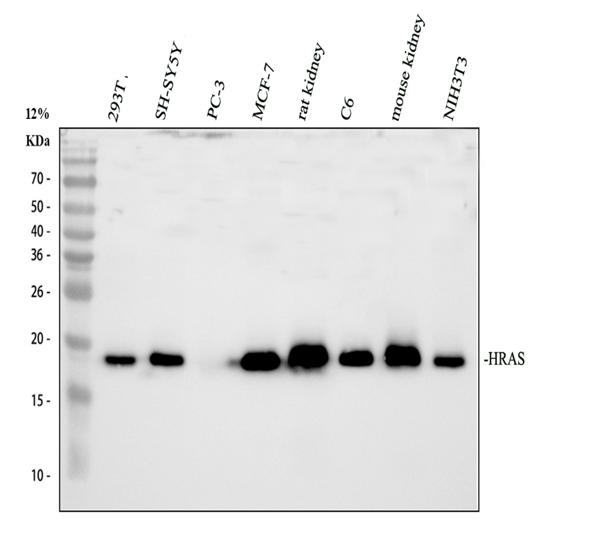 Western blot validation image for HRAS using A00114; observed band 21.3 kDa