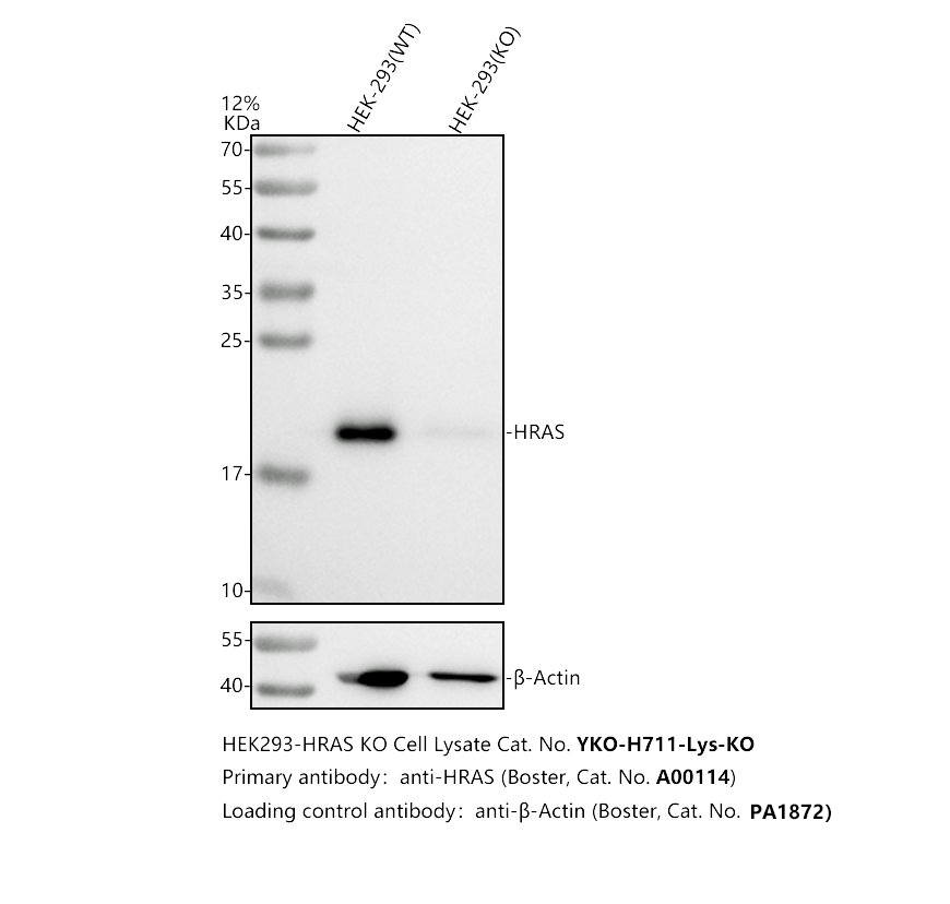 a00114 hras primary antibodies wb testing 2