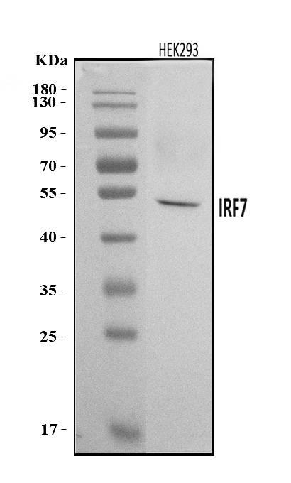 a00115 2 irf7 primary antibodies wb testing 1