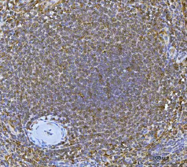 a00115 3 irf7 primary antibodies ihc testing 2