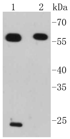 a00115 irf7 primary antiboties wb testing 1