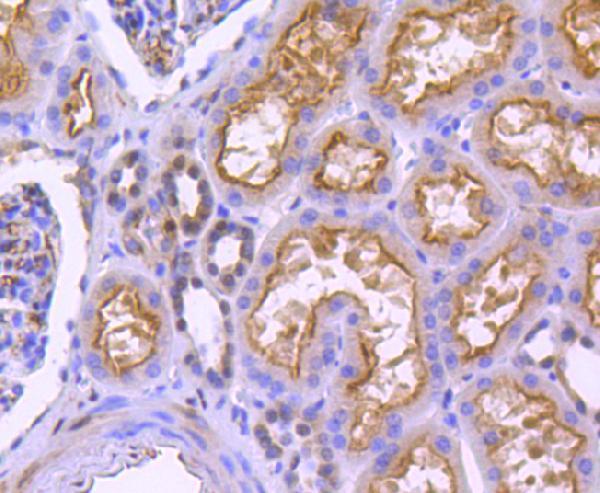 Immunohistochemical analysis of paraffin-embedded human kidney tissue using anti- phospho-YAP1 (S127) antibody