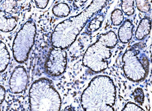 a00117 ep300 primary antibodies ihc testing 4