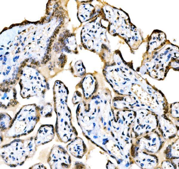 a00117 ep300 primary antibodies ihc testing 5