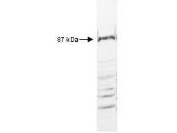 a00118 ikbkb primary antibodies wb testing 2