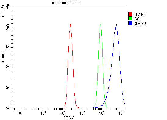  Flow Cytometry analysis of MCF-7 cells using anti-CDC42 antibody (A00119-1)
