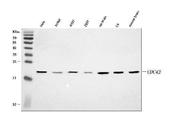  Western blot analysis of CDC42 using anti-CDC42 antibody (A00119-1)