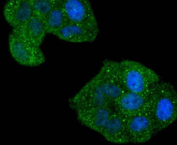 ICC staining Phospho-Rac1+Cdc42(Ser71) in Hela cells (green)