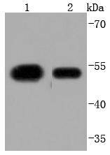 Western blot analysis of KLF4 on different lysates using anti-KLF4 antibody at 1/1,000 dilution