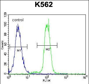 KLF4 Antibody (C-term) flow cytometric analysis of K562 cells (right histogram) compared to a negative control cell (left histogram)