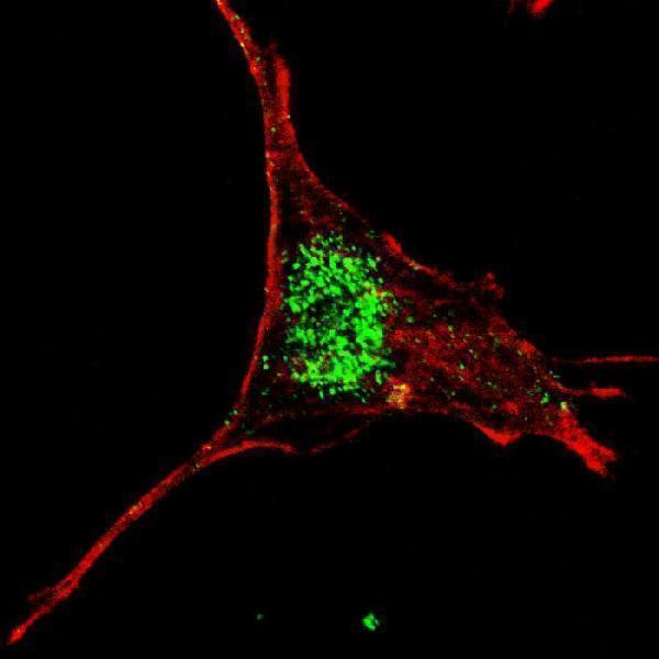 Fluorescent confocal image of SY5Y cells stained with A00120-2 KLF4 (C-term) antibody