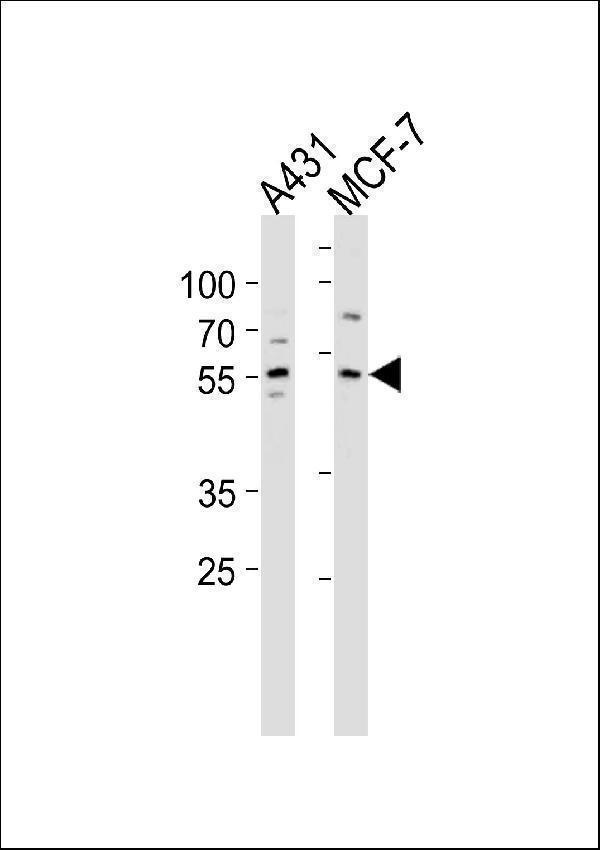 KLF4 Antibody (C-term) western blot analysis in A431,MCF-7 cell line lysates (35ug/lane)