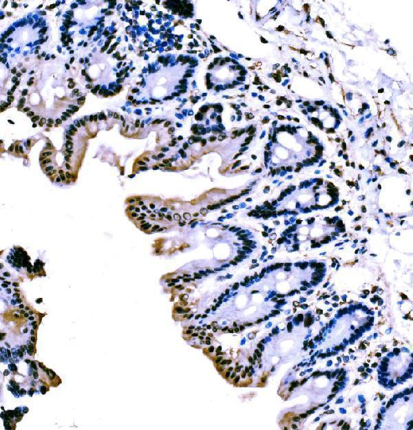  IHC analysis of KLF4 using anti-KLF4 antibody (A00120-3)