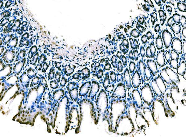  IHC analysis of KLF4 using anti-KLF4 antibody (A00120-3)