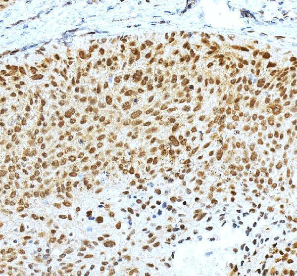 a00120 3 klf4 primary antibodies ihc testing 4