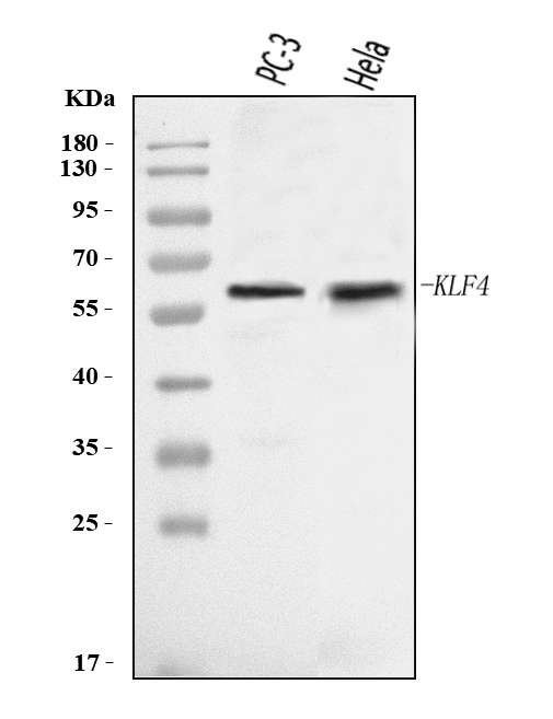  Western blot analysis of KLF4 using anti-KLF4 antibody (A00120-3)