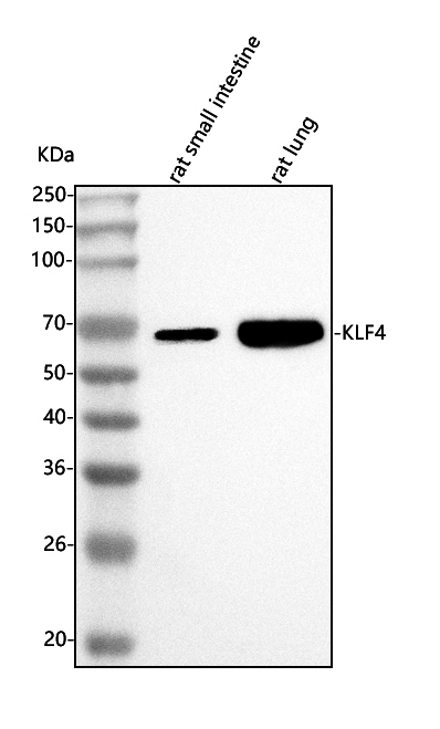  Western blot analysis of Klf4 using anti-Klf4 antibody (A00120-4)